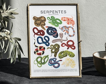 Serpentes - Snake Species (Small) Art Print | Reptile Artwork Wall Decor | Tropical Rainforest Identification