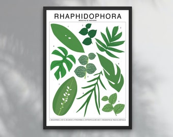 Rhaphidophora Especies de plantas (grandes) ID Art Print / Botanical Houseplant Artwork Wall Decor / Tropical Plant Identification / Plant ID Chart