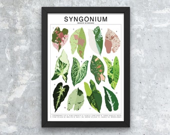 Syngonium Plant Species (Large) Art Print | Houseplant Artwork Wall Decor | Tropical Plant Identification | Plant Leaf ID Chart |