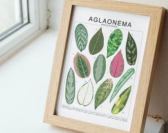 Aglaonema Plant Species (Small) Art Print | Houseplant Artwork Wall Decor | Tropical Plant Identification | Plant Leaf ID Chart