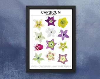 Capsicum - Pepper Flowers (Large) ID Chart Art Print