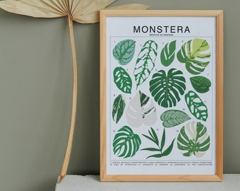 Monstera Plant Species (Small) Art Print | Houseplant Artwork Wall Decor | Tropical Plant Identification | Plant Leaf ID Chart