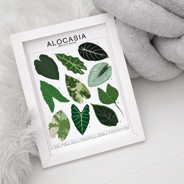 Alocasia Plant Species (Small) Art Print | Houseplant Artwork Wall Decor | Tropical Plant Identification | Plant Leaf ID Chart