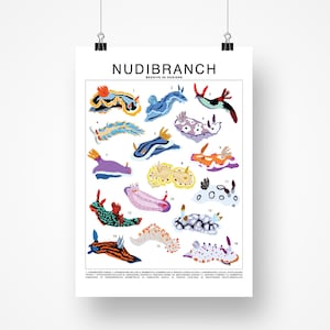 Nudibranch Species (Small) Art Print | Sea Creature Artwork Wall Decor | Sea Slug Identification | Marine Biology Animal ID Chart