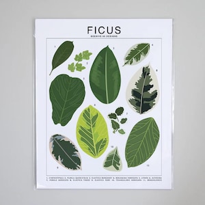 May include: An illustrated chart of different types of Ficus leaves, including Cyathi Stipula, Pumila Quercifolia, Elastica Burgundy, Benjamina Variegata, Lyrata, Altissima, Pumila Variegata, Elastica Tineke, Elastica Ruby, Triangularis Variegata, and Rengalensis.