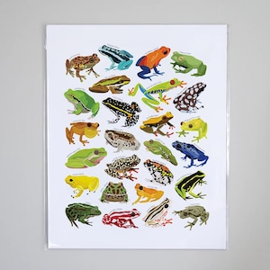 Types of Frogs Species Art Print, Reptile Artwork Wall Decor | Tropical Rainforest Poison Dart, Tree Frog Amphibian Identification