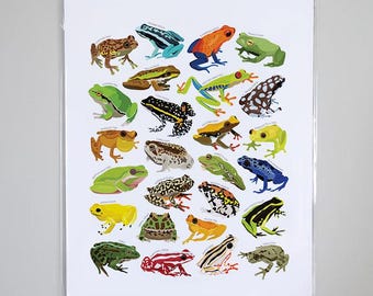 Types of Frogs Species Art Print, Reptile Artwork Wall Decor | Tropical Rainforest Poison Dart, Tree Frog Amphibian Identification