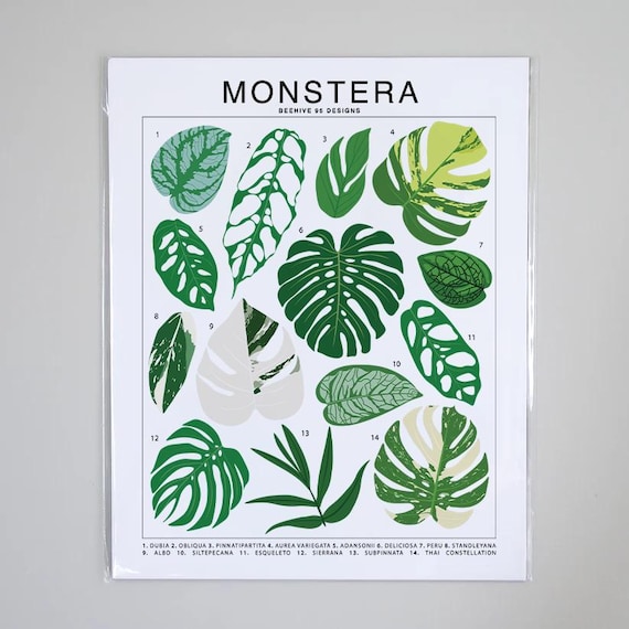 Monstera Plant Species Art Print | Houseplant Artwork Wall Decor | Tropical  Plant Identification | Plant Leaf ID Chart - Etsy