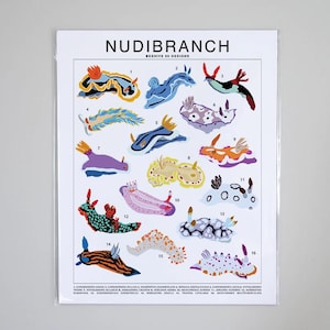 Nudibranch Species Art Print | Sea Creature Artwork Wall Decor | Sea Slug Identification | Marine Biology Animal ID Chart