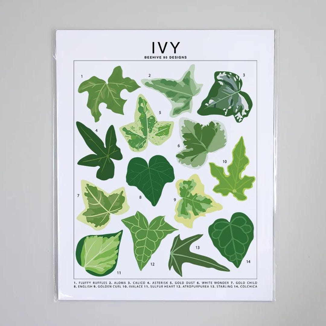 USオリジナル　Ivy – Realistic サイン入りポスター付　レコード il_1080xN.6456360079_tgcb.jpg