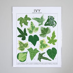 Ivy Species ID Art Print | Botanical Houseplant Artwork Wall Decor | Tropical Plant Identification | Plant Leaf ID Chart