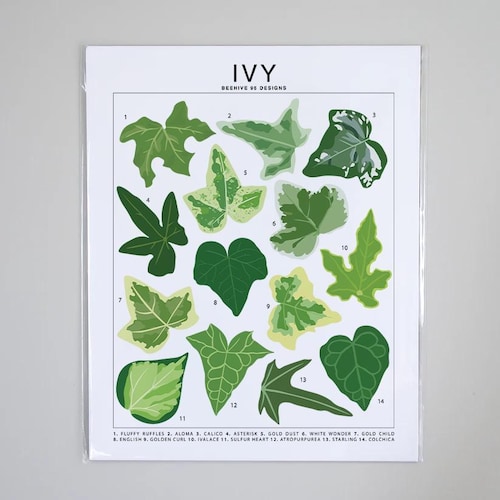 Ivy Species ID Art Print | Botanical Houseplant Artwork Wall Decor