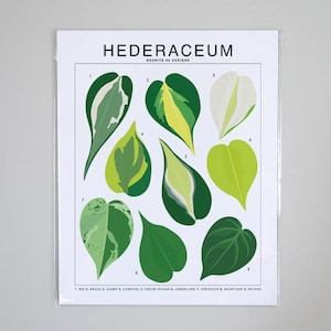 Hederaceum Philodendron Plant Species Art Print | Houseplant Artwork Wall Decor | Tropical Plant Identification | Leaf ID Chart Philodendron
