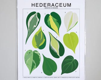 Philodendron Varieties - Plant Identification Chart - Digital Download -  Etsy