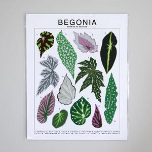 Begonia Plant Species Art Print | Houseplant Artwork Wall Decor | Tropical Plant Identification | Plant Leaf ID Chart | Begonia Art