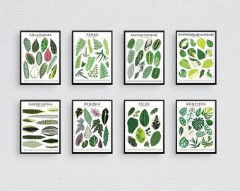 Bundle of 22 Houseplant Species Art Prints | Houseplant Artwork Wall Decor | Tropical Plant Leaf ID Chart Identification | Genus taxonomy