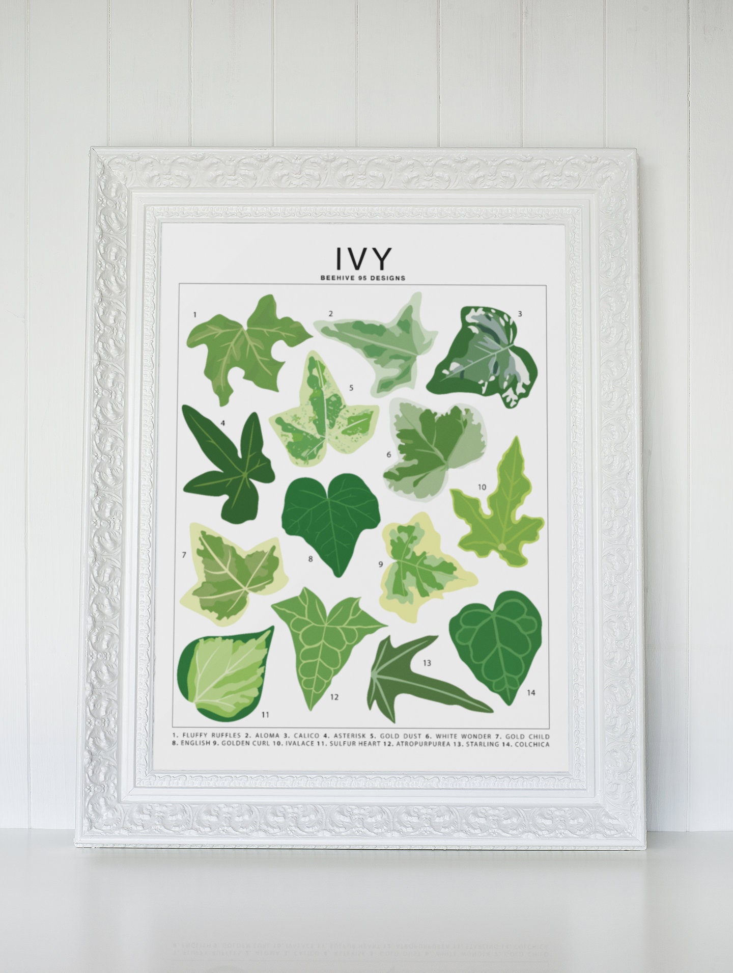 Ivy Species ID Art Print | Botanical Houseplant Artwork Wall Decor