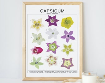 Capsicum - Pepper Flowers (Small) ID Chart Art Print