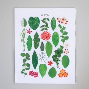 Types of Hoya Plant Species Art Print, Houseplant Lover Artwork Wall Decor, Green thumb Botanical, Nature garden urban jungle