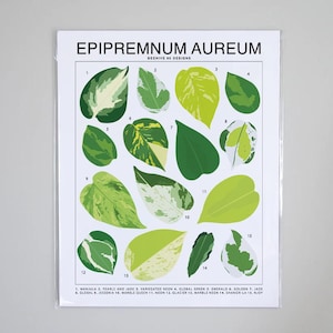 Pothos Varieties Print - Etsy
