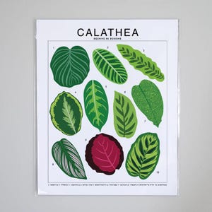 Calathea Poster - Etsy