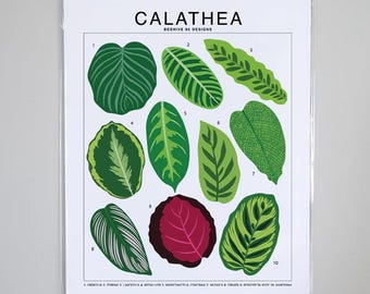 Calathea Varieties - Plant Identification Chart - Digital Download - Etsy