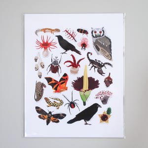 May include: A colorful illustration featuring a variety of insects, plants, and animals, including a black crow, a red and black beetle, a scorpion, a red spider, a white owl, and a variety of flowers. The illustration is set against a white background.