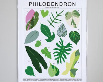 Philodendron Varieties - Plant Identification Chart - Digital Download -  Etsy