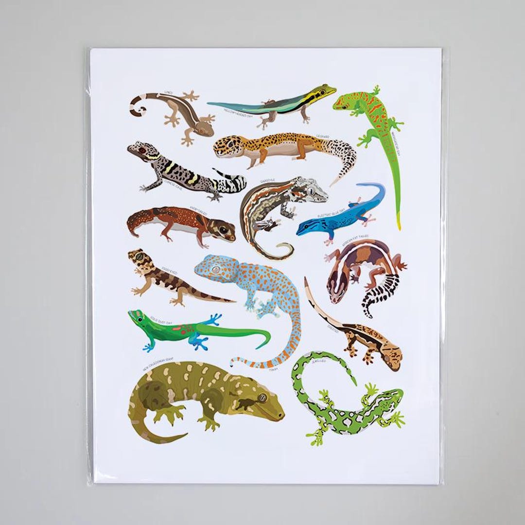 Types of Geckos Species Art Print, Reptile Artwork Wall Decor