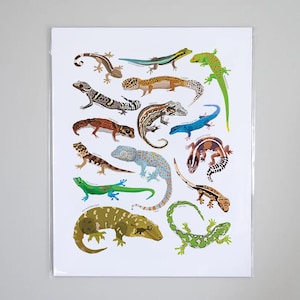 Types of Geckos Species Art Print, Reptile Artwork Wall Decor | Reptile lizard Identification | Herpetologist nerd gift | Herpetology lover