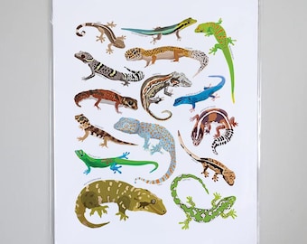 Types of Geckos Species Art Print, Reptile Artwork Wall Decor | Reptile lizard Identification | Herpetologist nerd gift | Herpetology lover