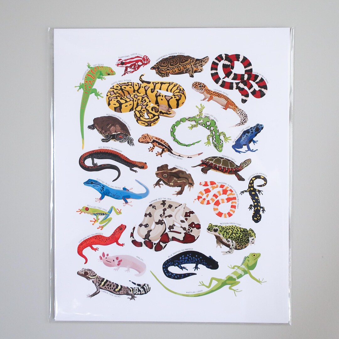 Reptile &amp; Amphibian Art Print Herpetology Wall Decor | Gecko Lizard ...