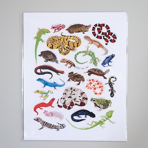 May include: A colorful illustration of 25 different types of reptiles and amphibians, including frogs, lizards, snakes, and turtles. The illustration is on a white background.