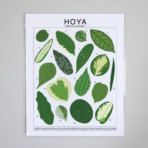Hoya Wax Plant Species Art Print | Houseplant Artwork Wall Decor | Tropical Plant Identification | Plant Leaf ID Chart