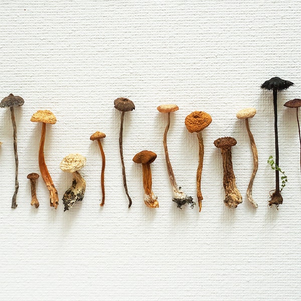 Dried Mushrooms for Resin Etsy