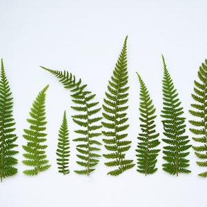 Dried Fern Branches: resin casting, crafts. Natural Rustic Decor
