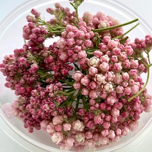 Könnte beinhalten: Zwei transparente Plastikbehälter gefüllt mit getrockneten rosa Blüten. Die Blüten haben kleine, gehäufte Knospen und grüne Stiele. Die Behälter sind offen und zeigen die Blumenanordnung vor weißem Hintergrund.