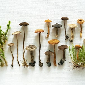 A Set of Small Dried Mushrooms: Natural Forest Decor, Resin Crafts, Terrariums