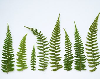 Ramas de helecho secas: fundición de resina, artesanía. Decoración rústica natural.