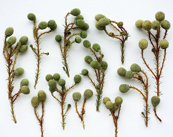 Puede incluir: Primer plano de capullos florales esféricos verdes sobre finos tallos marrones. Los capullos están agrupados y los tallos tienen pequeñas hojas verdes. El fondo es una superficie blanca lisa, que resalta las texturas y colores naturales de los elementos botánicos.