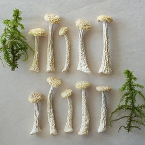 Dried White Mushrooms (10/20/30pc): Natural Resin Jewelry & Terrarium Supplies