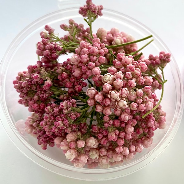 Petit Ozothamnus rose, fleurs séchées. Ensemble de véritables branches de fleurs de riz roses pour la fabrication de bijoux en résine, l'artisanat, les terrariums, la décoration