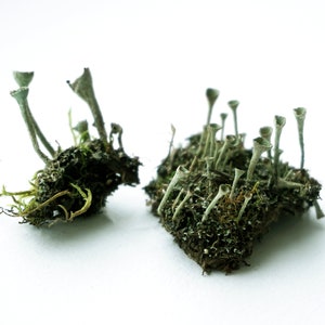 Dried Pixie Cup Lichen: moss for resin jewelry, hobby crafts, terrarium, decor