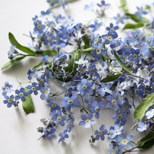 Dried Blue Forget me not flowers. Set of genuine dried Forget me not flower branches for resin jewelry, hobby crafts, rustic decor.