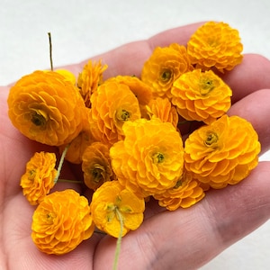 Dried Yellow Ranunculus Flowers: Resin casting, Crafts, Decor