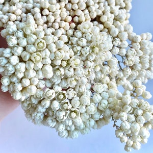 Getrocknete weiße Ozothamnus- Blüten. Set von echten weißen Reisblumenzweigen für Harzschmuckherstellung, Hobbyhandwerk, Terrarien, rustikale Dekoration.