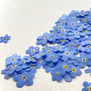 Può includere: Una collezione di piccoli fiori di non ti scordar di me, di colore blu chiaro con centri gialli, disposti su una superficie bianca. I fiori sono raggruppati, con alcuni sparsi attorno al gruppo principale. L'immagine è ben illuminata, evidenziando i delicati petali.