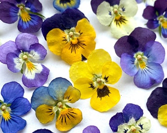 Puede incluir: Surtido de pensamientos prensados en varios colores, incluyendo morado, azul, amarillo y blanco. Las flores están dispuestas sobre un fondo blanco.
