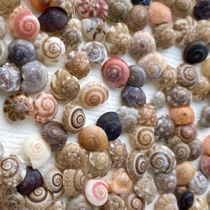 Op de afbeelding: Een close-up van een verzameling kleine, spiraalvormige schelpen in diverse kleuren, waaronder wit, bruin, roze en zwart. De schelpen liggen dicht op elkaar, waardoor een textuur ontstaat. De afbeelding toont de gedetailleerde patronen van elke schelp.