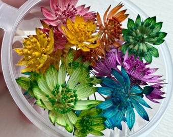 Flores de astrantia teñidas: Flores multicolores para joyería de resina y otras manualidades - Rainbow Florist Supply